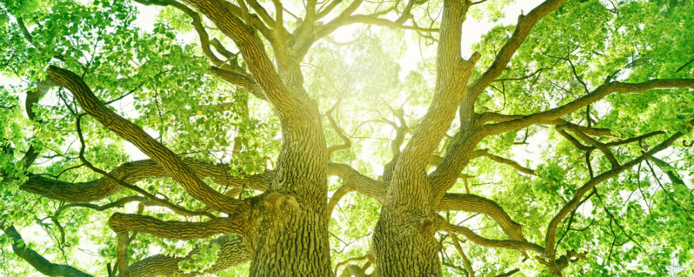 Lumina si Lemn Rolul Arborilor in Inaltarea Vibratiilor Spirituale2