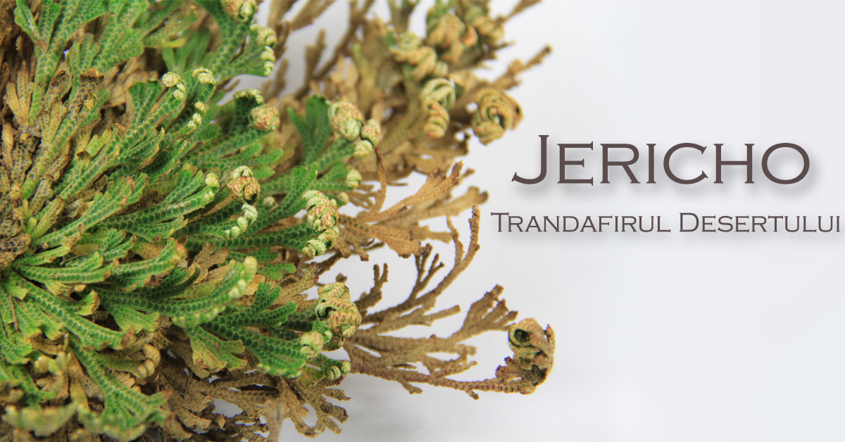 Jericho- Floarea reinvierii