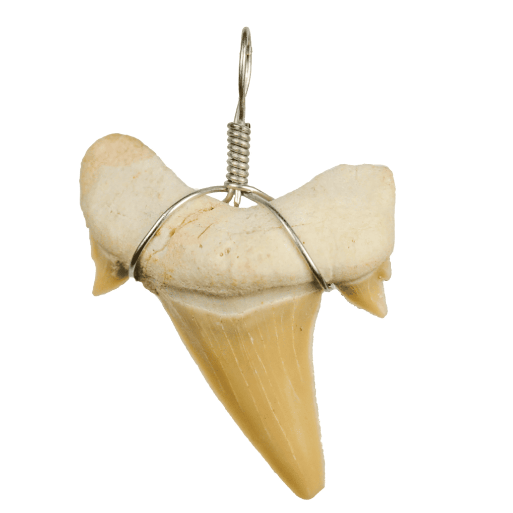 Pandantiv din dinte de rechin fosilizat 2-3cm