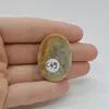 Cabochon Coral Fosilic 35x25x6mm C49, imagine 2