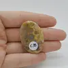 Cabochon Coral Fosilic 38x26x7mm C35, imagine 2