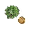 Floarea reinvierii - Jericho (Trandafirul desertului) 8cm, imagine 3