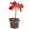 Copac in ghiveci cu pietre de coral rosu - 8cm, imagine 5