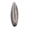 Fosila Orthoceras, 5-7cm, imagine 2