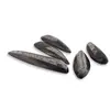 Fosila Orthoceras, 5-7cm, imagine 3