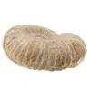 Scoica fosilizata naturala, 15-18cm, imagine 3