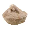 Dinte Mosasaurus in matrita, 8-9cm, imagine 3