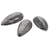 Fosila Orthoceras mica, 8-9cm, imagine 2
