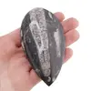 Fosila Orthoceras mica, 8-9cm, imagine 4