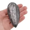 Fosila Orthoceras mica, 8-9cm, imagine 5