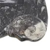Tava slefuita din mix fosile mare - 25cm x 18cm, imagine 3