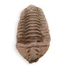 Trilobit fosilizat, 7-9cm, imagine 2
