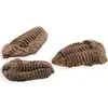 Trilobit fosilizat, 7-9cm, imagine 3