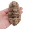 Trilobit fosilizat, 7-9cm, imagine 4
