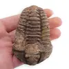 Trilobit fosilizat, 7-9cm, imagine 6