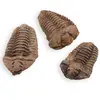 Trilobit fosilizat, 7-9cm