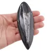 Fosila Orthoceras mare, 10-14cm, imagine 5