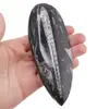 Fosila Orthoceras mare, 10-14cm, imagine 6