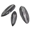 Fosila Orthoceras mare, 10-14cm