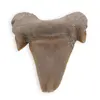 Dinte de rechin fosilizat din Maroc, E10