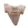 Dinte de rechin fosilizat din Maroc, E32