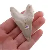 Dinte de rechin fosilizat din Maroc, E29, imagine 2