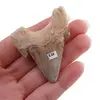 Dinte de rechin fosilizat din Maroc, E32, imagine 2