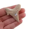Dinte de rechin fosilizat din Maroc, E38, imagine 2