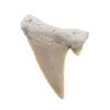 Dinte de rechin fosilizat din Maroc unicat, C11