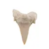 Dinte de rechin fosilizat din Maroc unicat, C12