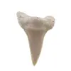 Dinte de rechin fosilizat din Maroc unicat, C16