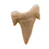 Dinte de rechin fosilizat din Maroc unicat, C24