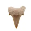 Dinte de rechin fosilizat din Maroc unicat, C27
