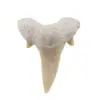 Dinte de rechin fosilizat din Maroc unicat, C28