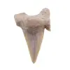 Dinte de rechin fosilizat din Maroc unicat, C30