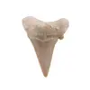 Dinte de rechin fosilizat din Maroc unicat, C34