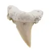 Dinte de rechin fosilizat din Maroc unicat, C36