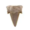 Dinte de rechin fosilizat din Maroc unicat, C38