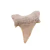 Dinte de rechin fosilizat din Maroc unicat, C51