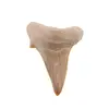 Dinte de rechin fosilizat din Maroc unicat, C55
