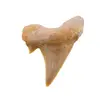 Dinte de rechin fosilizat din Maroc unicat, C57