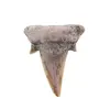 Dinte de rechin fosilizat din Maroc unicat, C59