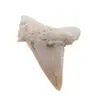 Dinte de rechin fosilizat din Maroc unicat, C60