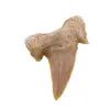 Dinte de rechin fosilizat din Maroc unicat, C61