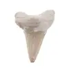 Dinte de rechin fosilizat din Maroc unicat, C70