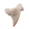 Dinte de rechin fosilizat din Maroc unicat, C72