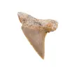 Dinte de rechin fosilizat din Maroc unicat, C73
