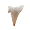 Dinte de rechin fosilizat din Maroc unicat, C75