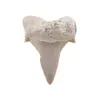 Dinte de rechin fosilizat din Maroc unicat, C81