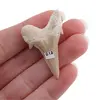 Dinte de rechin fosilizat din Maroc unicat, C12, imagine 2